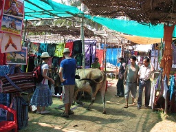 Cows at market